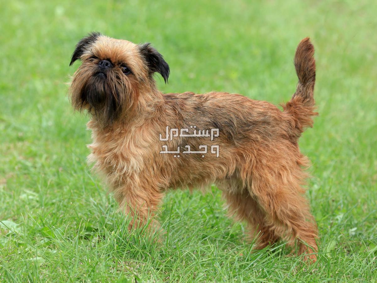 تعرف على كيفية رعاية الكلاب الجريفون بطريقة صحيحة في المغرب الكلاب الجريفون