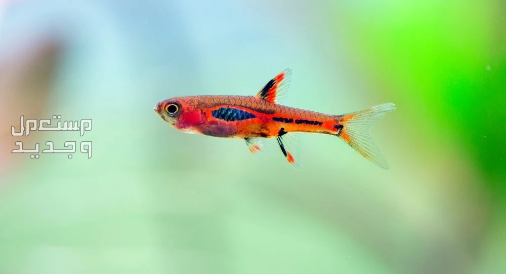 تعرف على أنواع سمك زينه صغير في الإمارات العربية المتحدة سمكة صغيرة