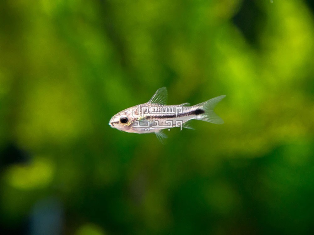 تعرف على أنواع سمك زينه صغير في البحرين Dwarf Corydoras