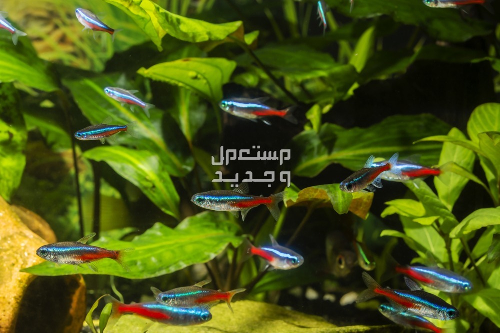 تعرف على أنواع سمك زينه صغير في الإمارات العربية المتحدة سمك صغير
