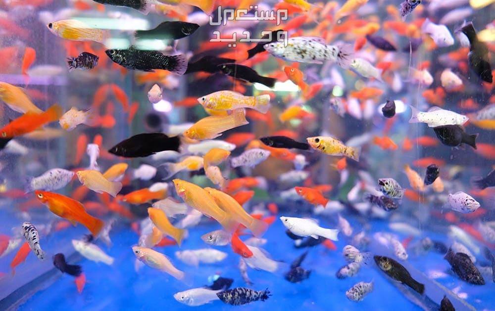 تعرف على أنواع سمك زينه صغير أسماك صغيرة بألوان متعددة