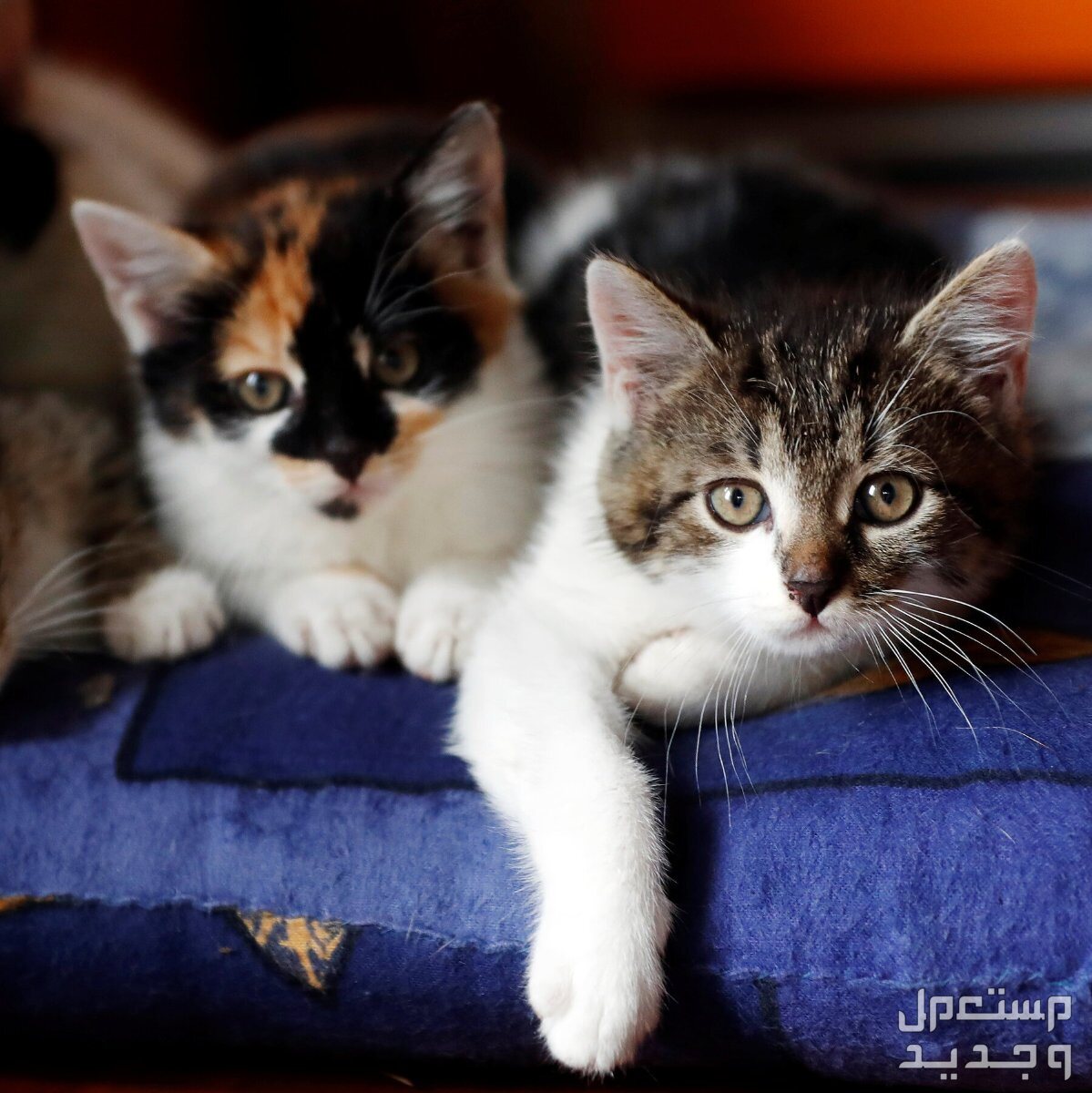 تعرف على أفضل حيوانات أليفة للتربية المنزلية في المغرب قطط أليفة