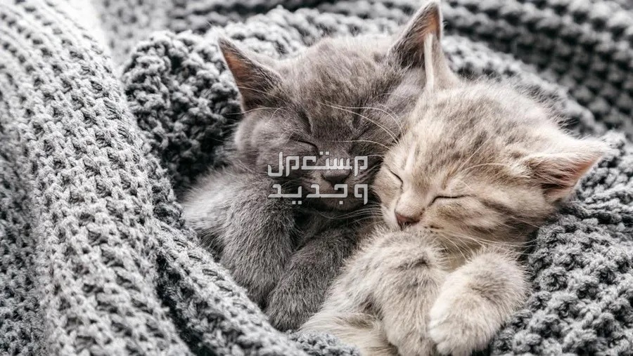 تعرف على أفضل حيوانات أليفة للتربية المنزلية في البحرين قطط نائمة