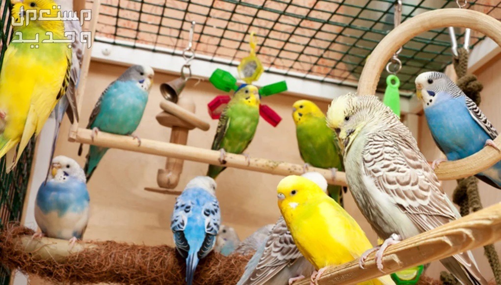 تعرف على أفضل حيوانات أليفة للتربية المنزلية في قطر طيور أليفة