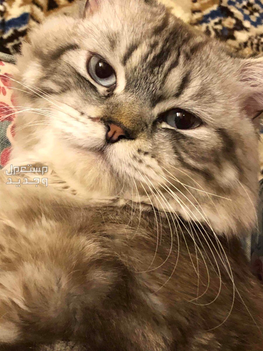 persian boy cat