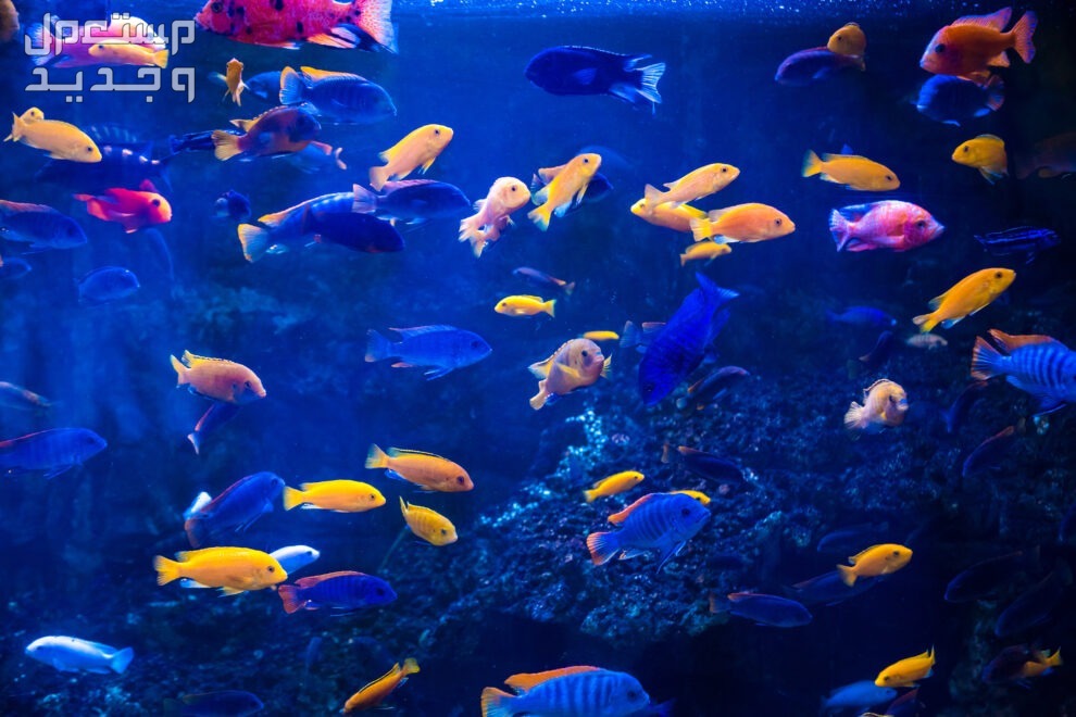 تعرف على أنواع سمك زينه ملون في قطر أسماك ملونة