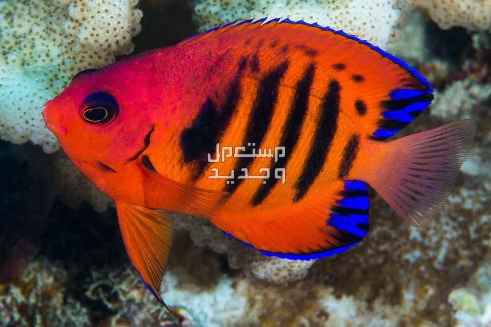 تعرف على أنواع سمك زينه ملون في البحرين سمك فلام انجل