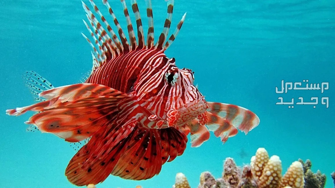 تعرف على أنواع سمك زينه ملون في اليَمَن سمكة الأسد الحمراء