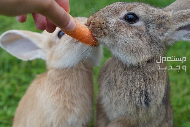 تعرف على أفضل طعام ارانب على الإطلاق أرانب تأكل جزر