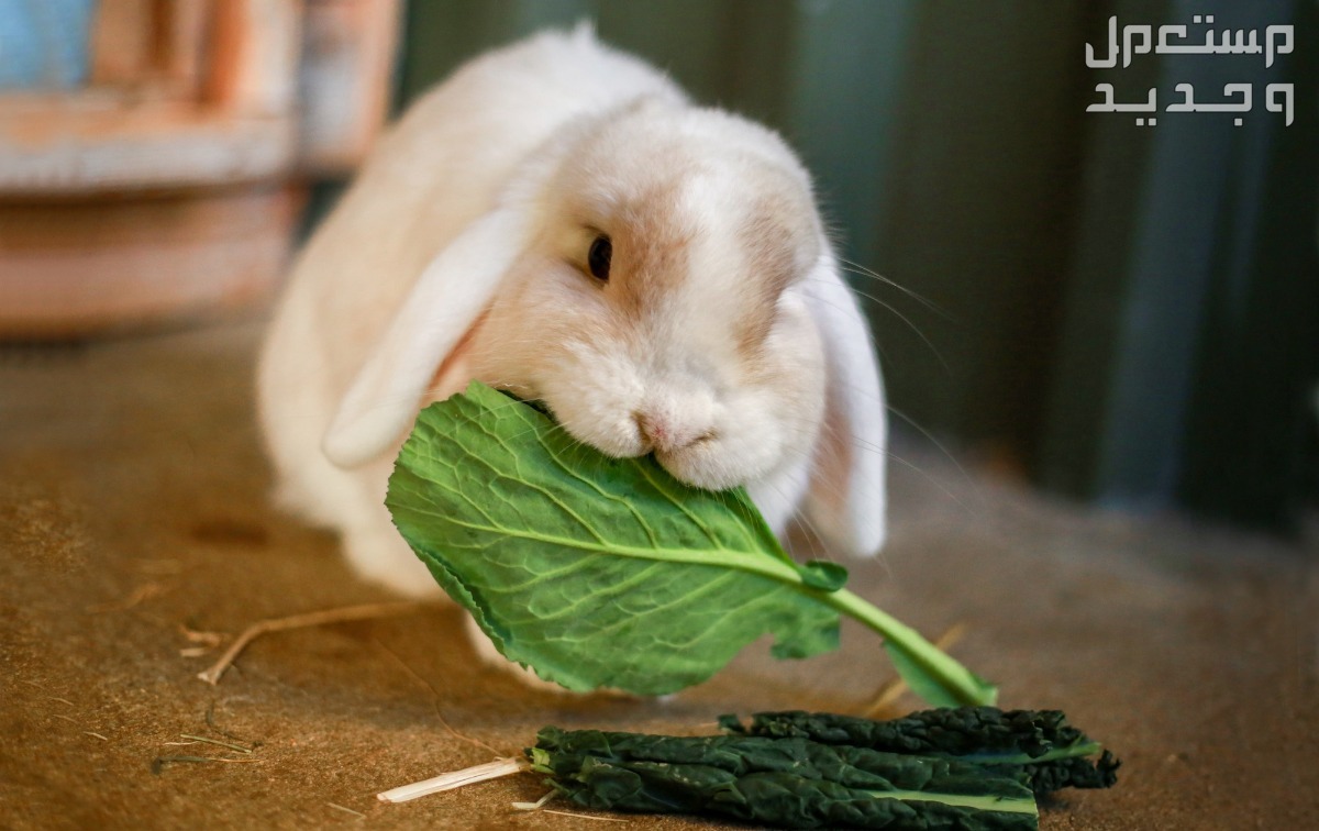 تعرف على أفضل طعام ارانب على الإطلاق أرنب يأكل خضروات ورقية