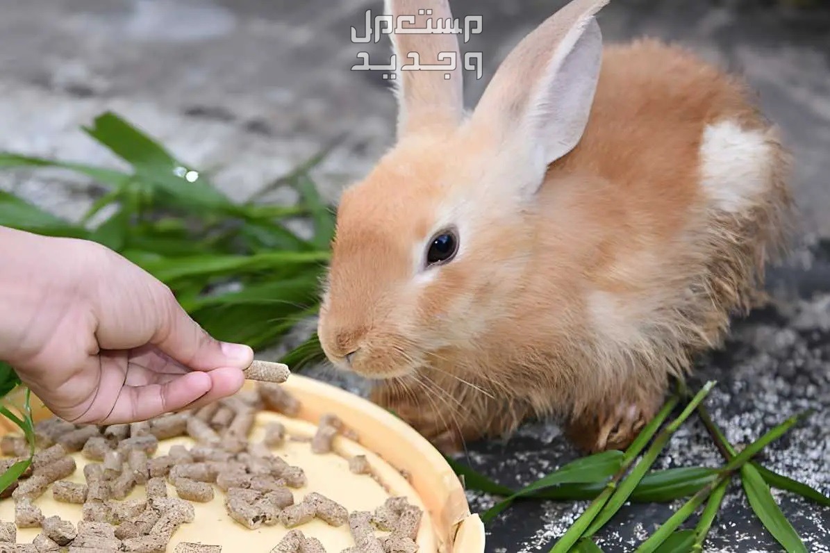 تعرف على أفضل طعام ارانب على الإطلاق في الأردن علف أرانب