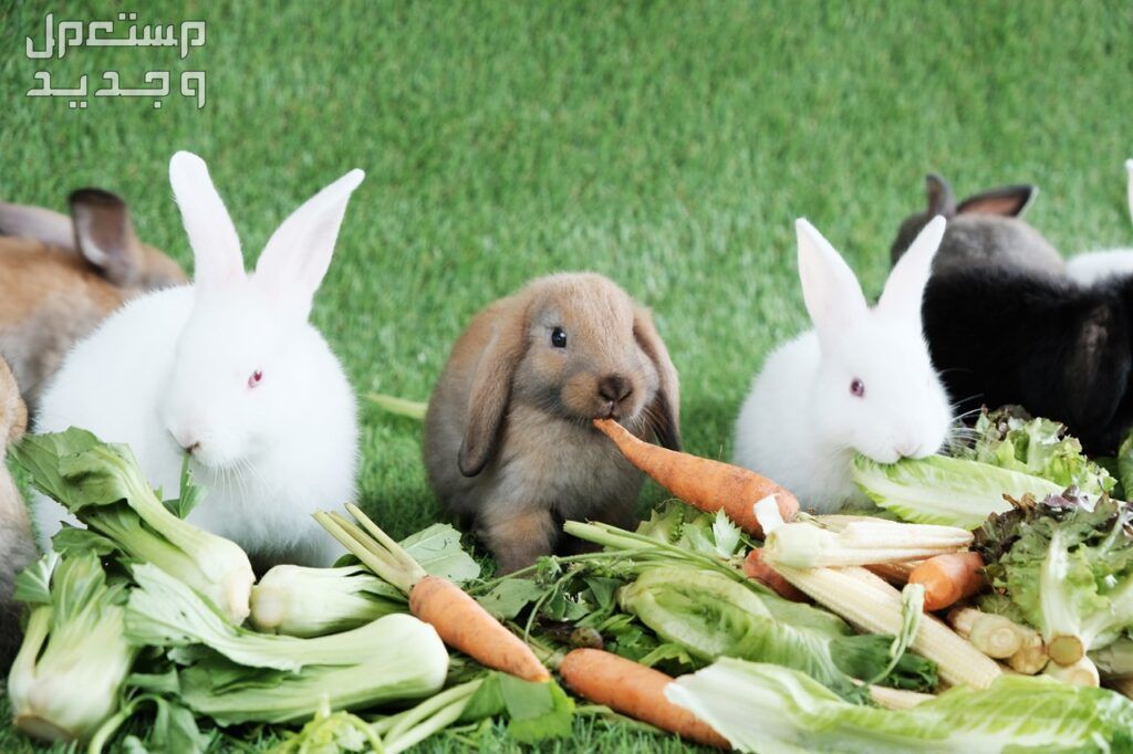 تعرف على أفضل طعام ارانب على الإطلاق خضروات متنوعة للأرانب