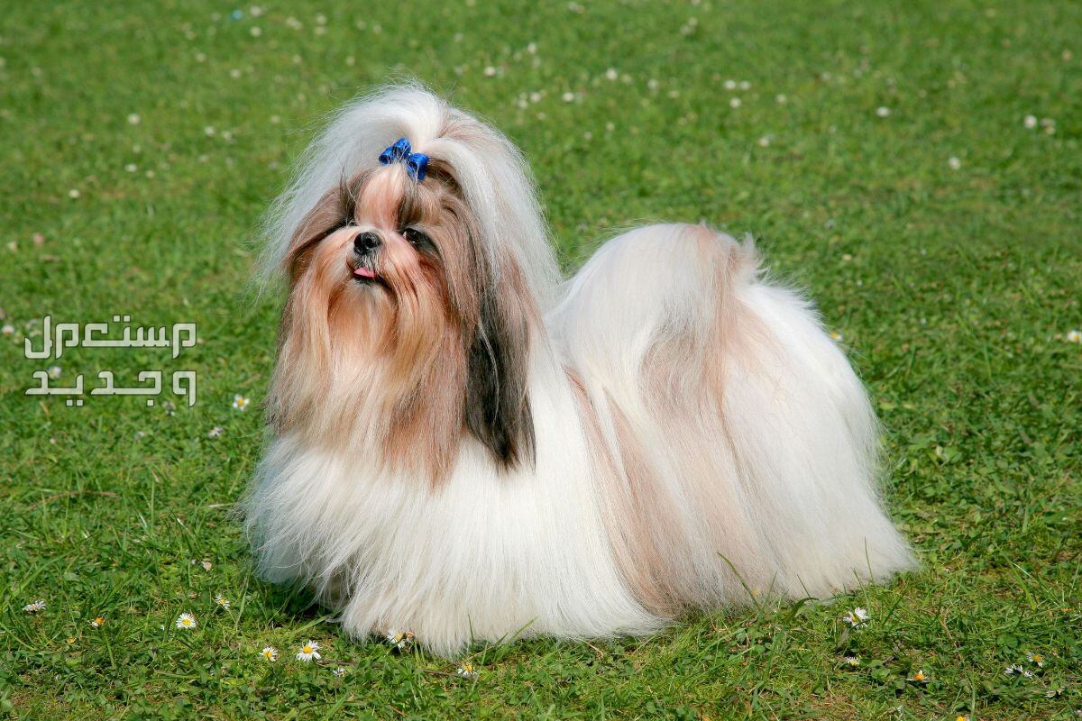 تعرف على اجمل انواع الكلاب الصغيرة في لبنان اجمل انواع الكلاب الصغيرة