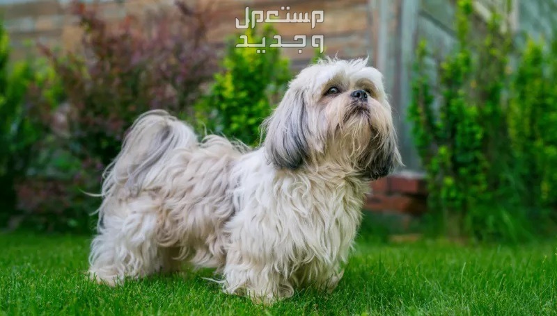 تعرف على اجمل انواع الكلاب الصغيرة في الإمارات العربية المتحدة كلب شيه تزو