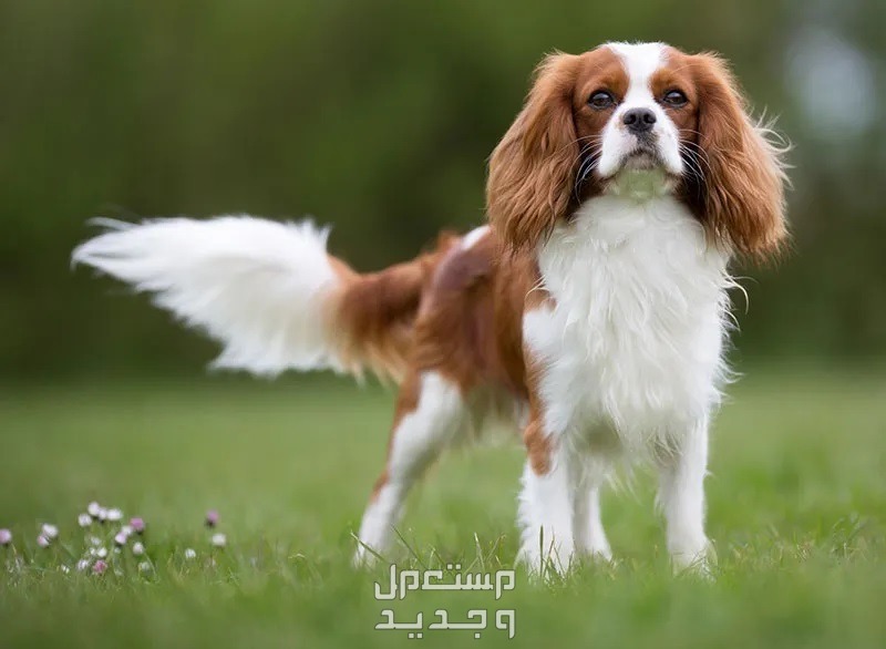 تعرف على اجمل انواع الكلاب الصغيرة في الإمارات العربية المتحدة كلب فارس الملك تشارلز