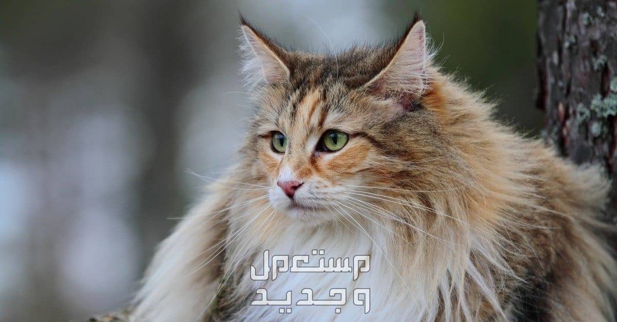 تعرف على احلى انواع القطط احلى انواع القطط