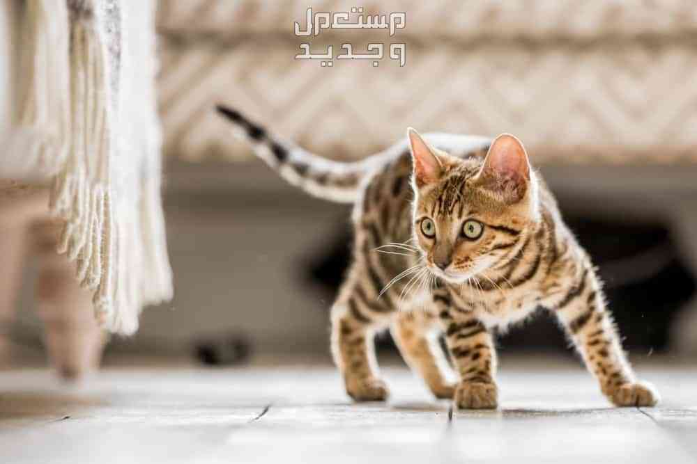 تعرف على احلى انواع القطط في السعودية قط مميز