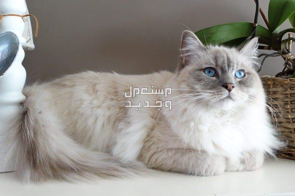 تعرف على احلى انواع القطط قط راغدول
