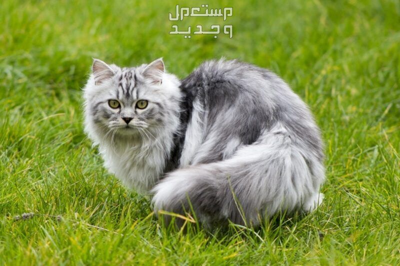 تعرف على احلى انواع القطط في البحرين قط شيرازي