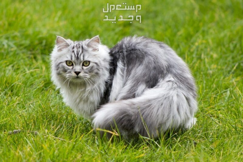 تعرف على احلى انواع القطط قط شيرازي