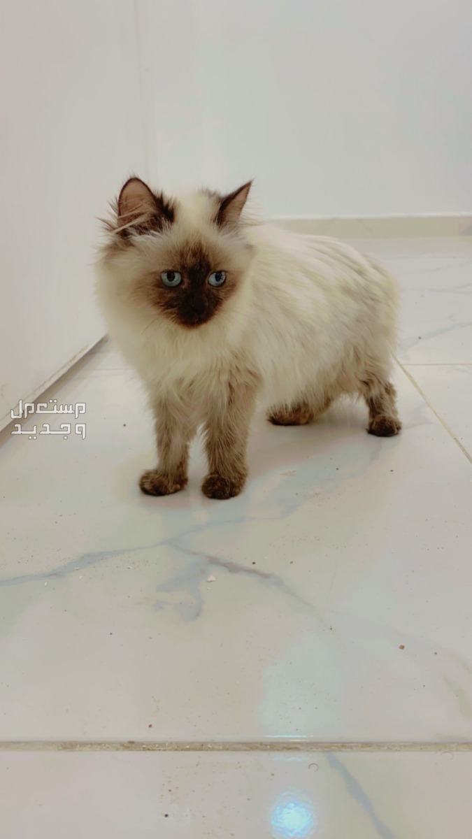 قطط هملايا 3  حي غرناطة الشارع السادس