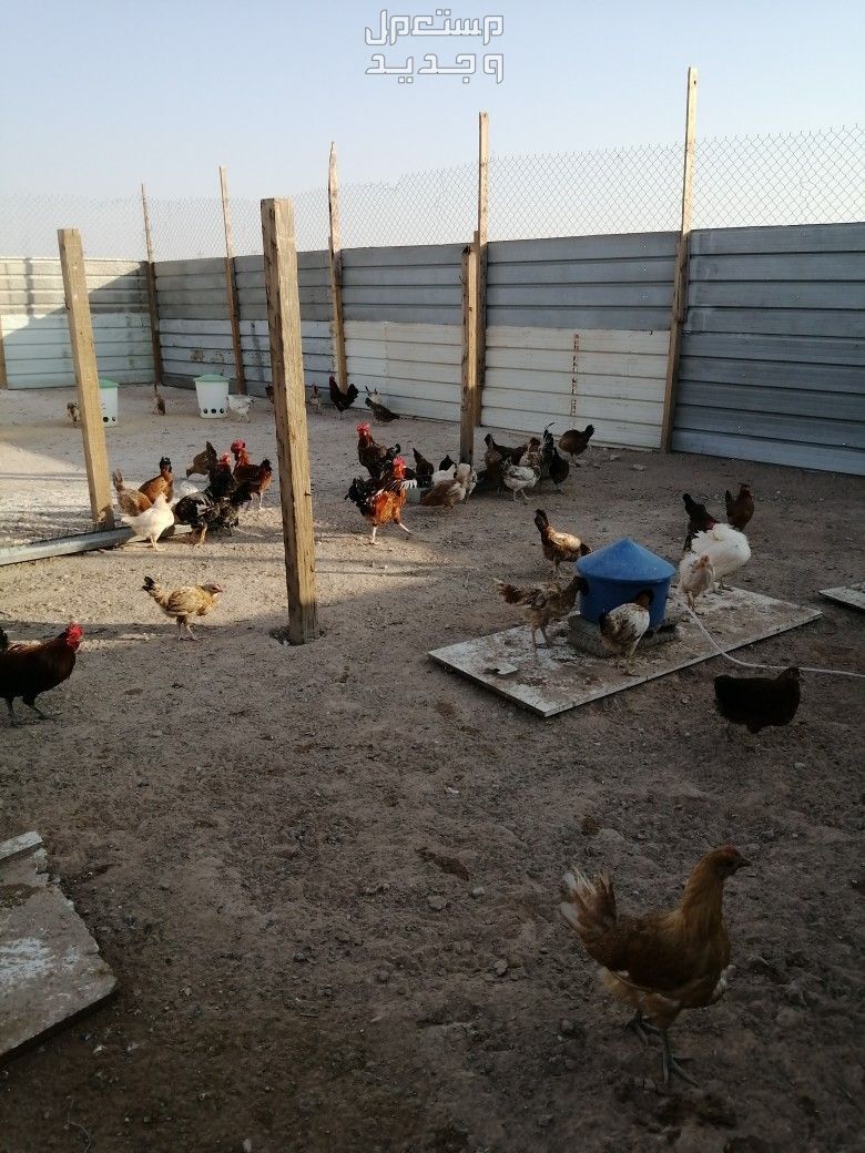 دجاج للبيع عدد 155  في الرياض بسعر 25 ريال سعودي