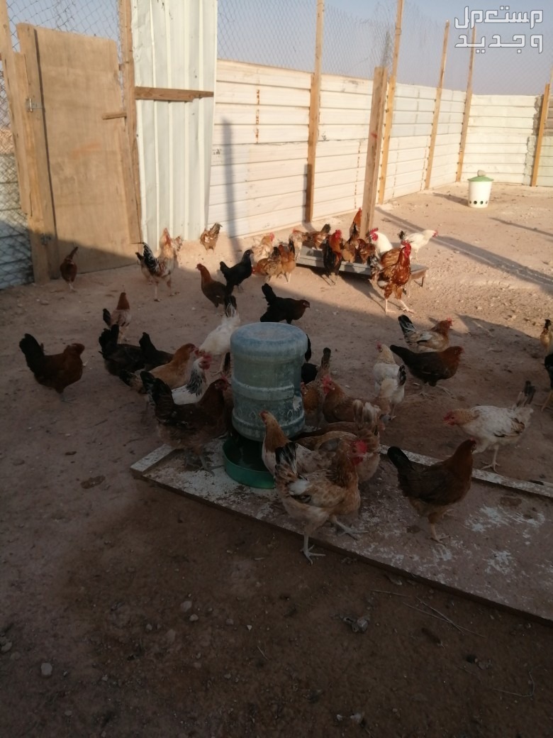 دجاج للبيع عدد 155  في الرياض بسعر 25 ريال سعودي