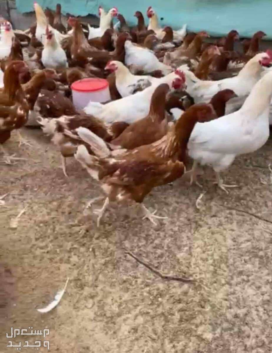 للبيع دجاج مميز وسلاله نقيه