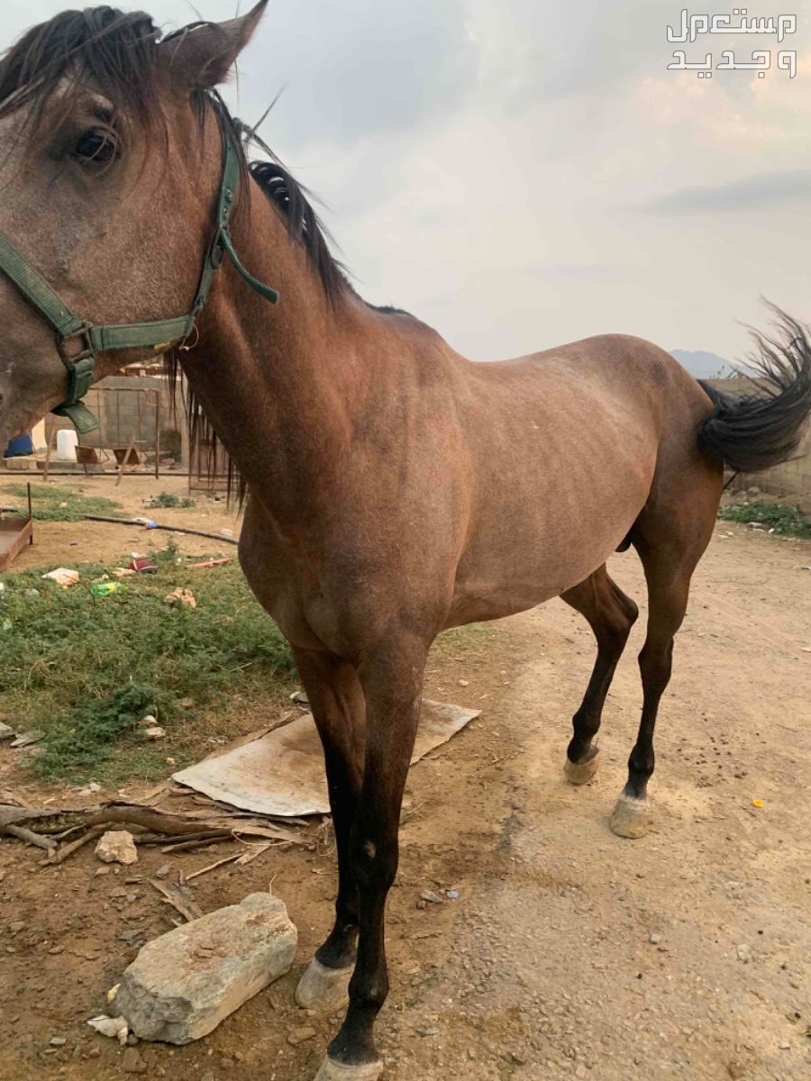 اللبيع حصان شعبي في محايل بسعر 8500 ريال سعودي