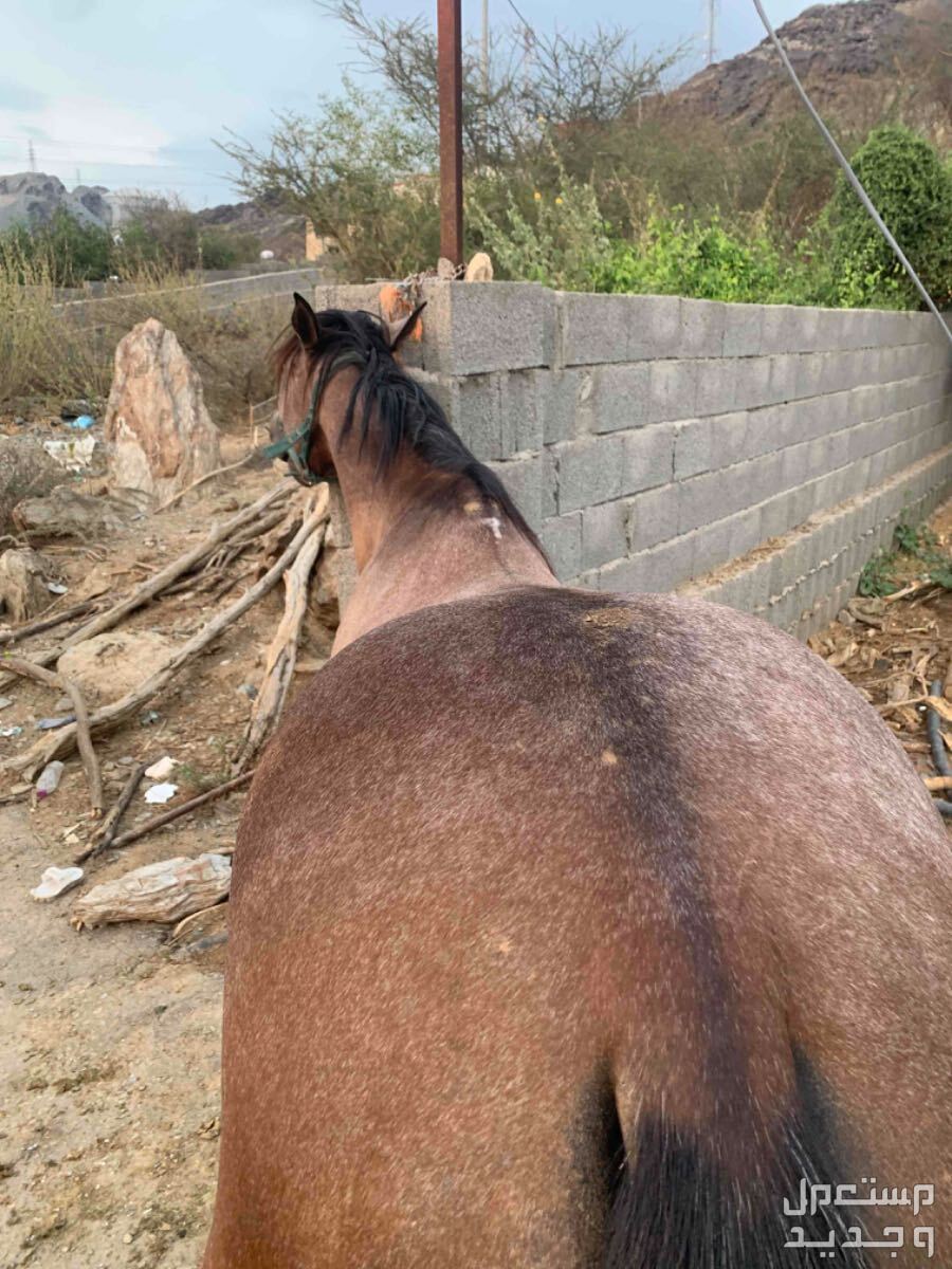 اللبيع حصان شعبي في محايل بسعر 8500 ريال سعودي