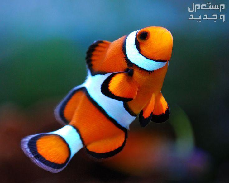 استكشاف انواع سمك زينه في الإمارات العربية المتحدة سمكة بهلوان
