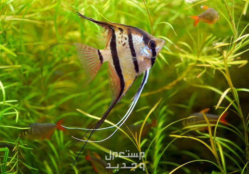 استكشاف انواع سمك زينه في الإمارات العربية المتحدة سمكة أنجل