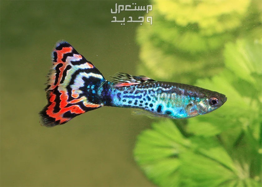 استكشاف انواع سمك زينه في لبنان سمكة غابي