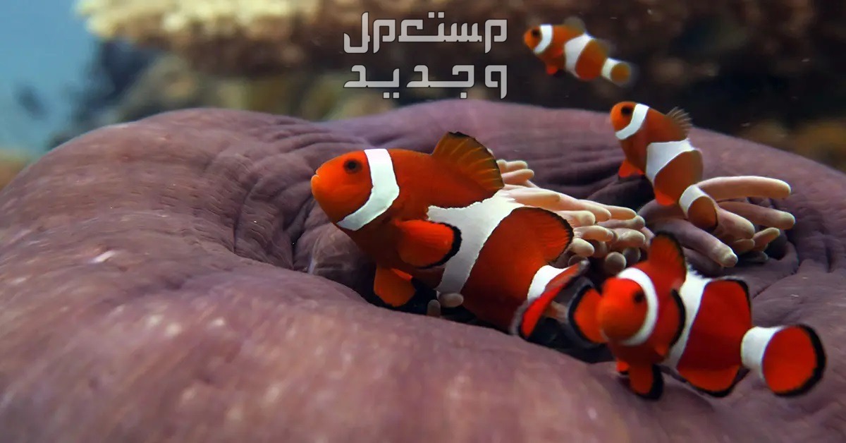 استكشاف انواع سمك زينه في الإمارات العربية المتحدة سمك البهلوان