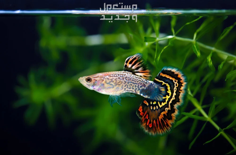 استكشاف انواع سمك زينه في عمان سمكة زينة ملونة