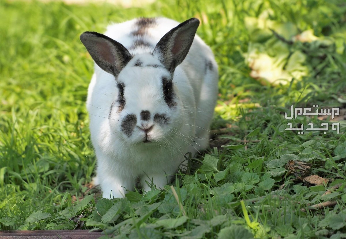 تعرف على أفضل أنواع ارانب للاكل في السعودية أرنب أبيض
