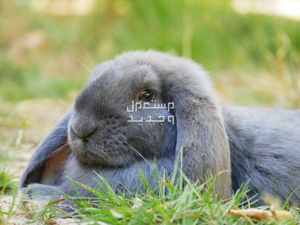 تعرف على أفضل أنواع ارانب للاكل في السعودية أرنب لوب الفرنسي