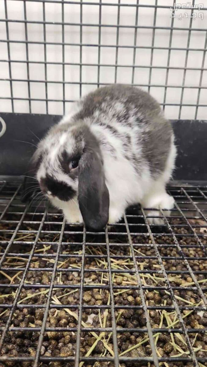 ارنب نوع هولندلوب عمر شهرين  في عالي بسعر 40 دينار بحريني