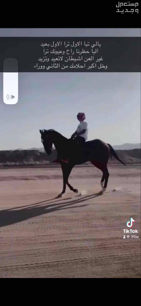 حصان سبوقق طياره  في يدمة بسعر 5000 ريال سعودي