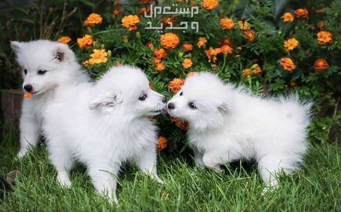 تعرف على كلاب الإسكيمو الأمريكية في الأردن كلاب الإسكيمو الأمريكية