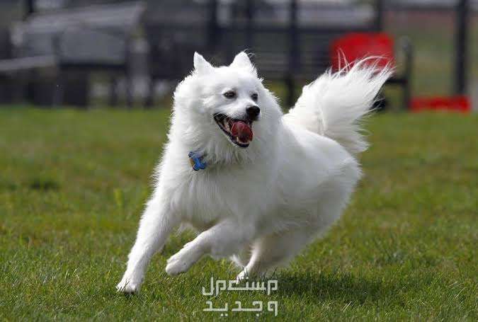 تعرف على كلاب الإسكيمو الأمريكية في الأردن كلب الإسكيمو الأمريكي