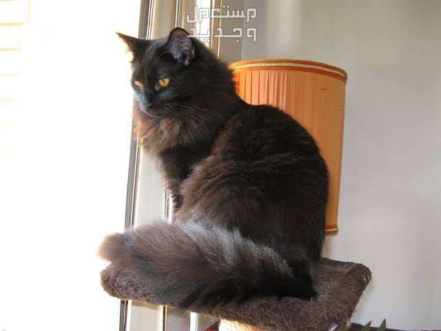 تعرف على قطط بيرمان الرائعة في تونس قطط بيرمان