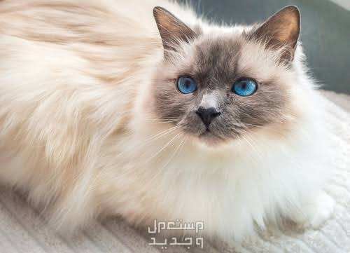 تعرف على قطط بيرمان الرائعة في السعودية قطط بيرمان