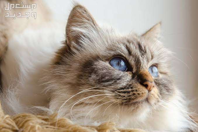تعرف على قطط بيرمان الرائعة في الجزائر قطط بيرمان