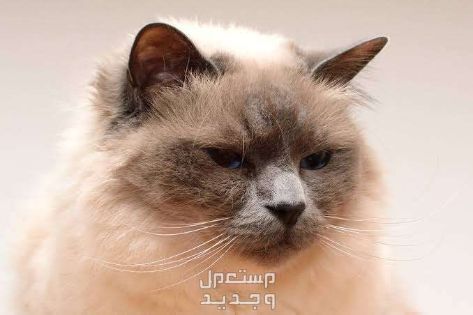 تعرف على قطط بيرمان الرائعة في سوريا قطط بيرمان
