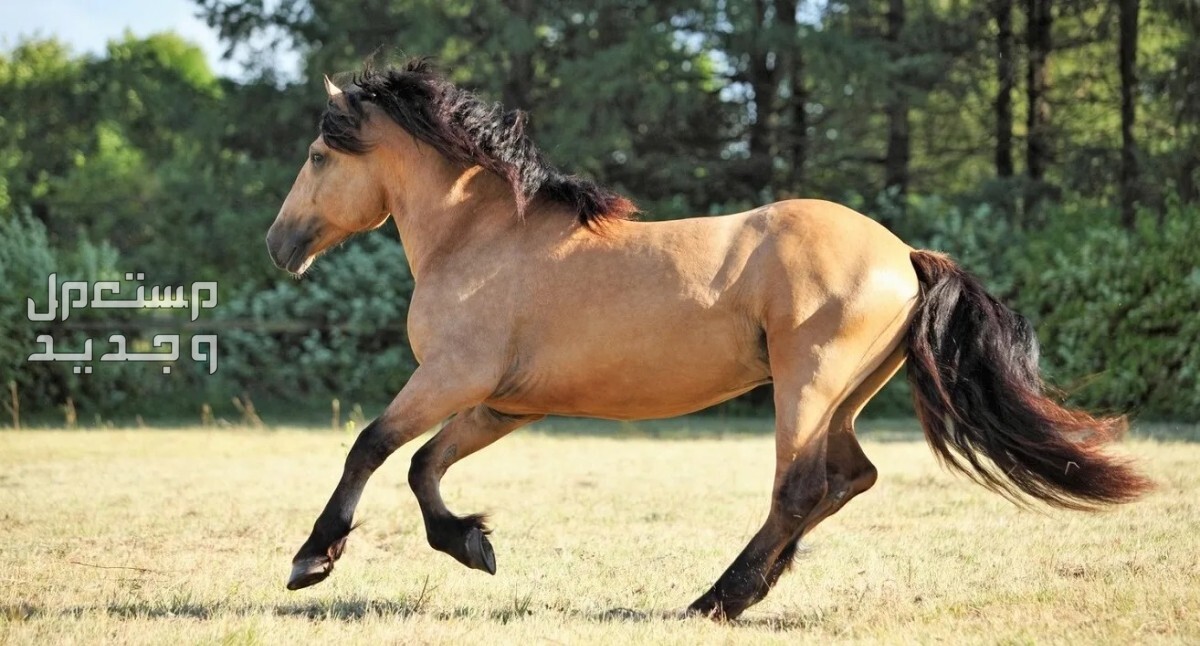 تعرف على مميزات خيول المشي في الإمارات العربية المتحدة خيول مشي