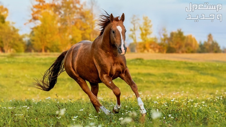 تعرف على مميزات خيول المشي في قطر خيول مشي