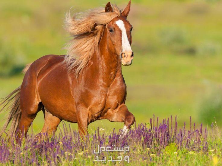 تعرف على مميزات خيول المشي في المغرب خيول مشي
