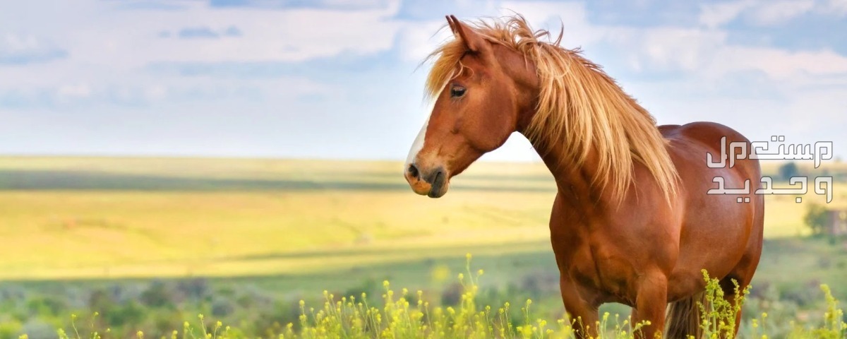 تعرف على مميزات خيول المشي في الإمارات العربية المتحدة خيول مشي