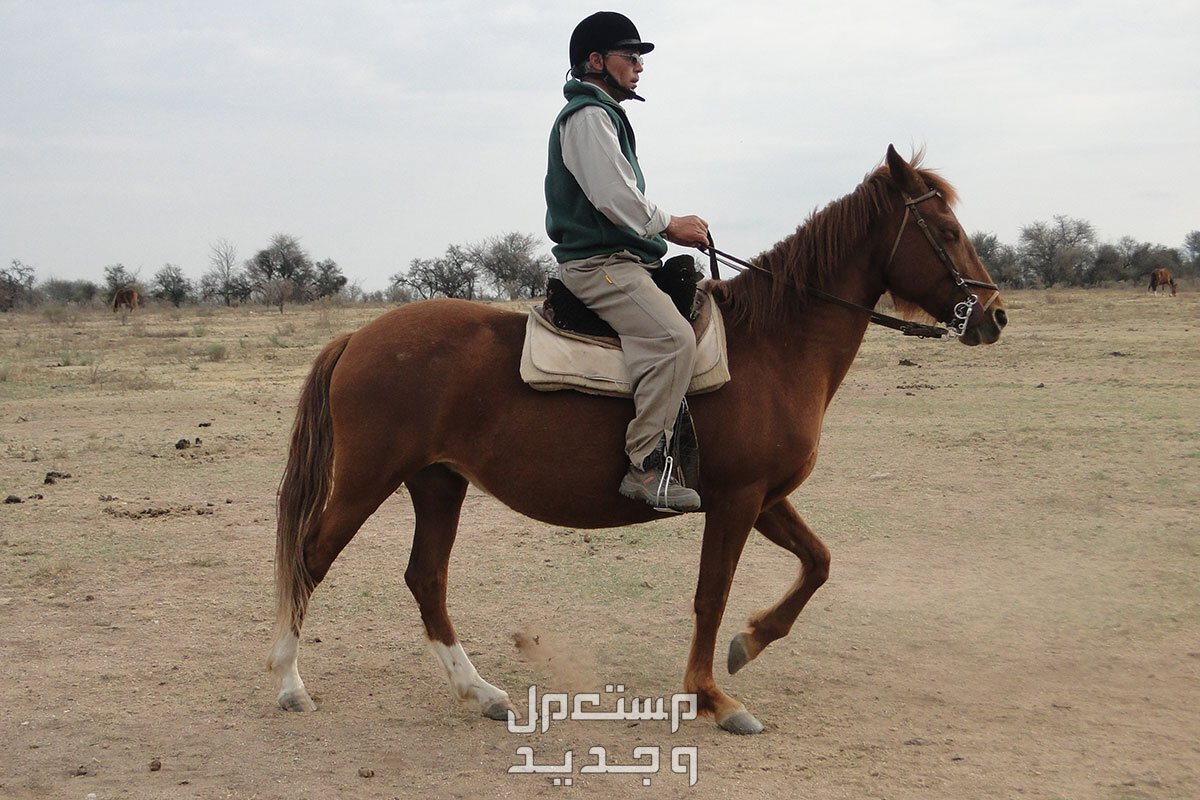 تعرف على مميزات خيول المشي في الأردن خيول مشي